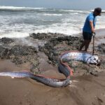 Discussion on Ocean's Oarfish: The Giant Oarfish Earthquake Predictors?