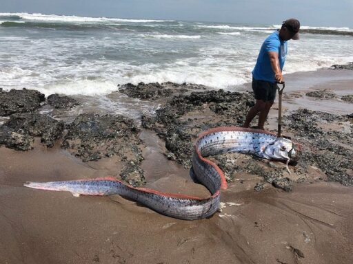 Discussion on Ocean's Oarfish: The Giant Oarfish Earthquake Predictors?