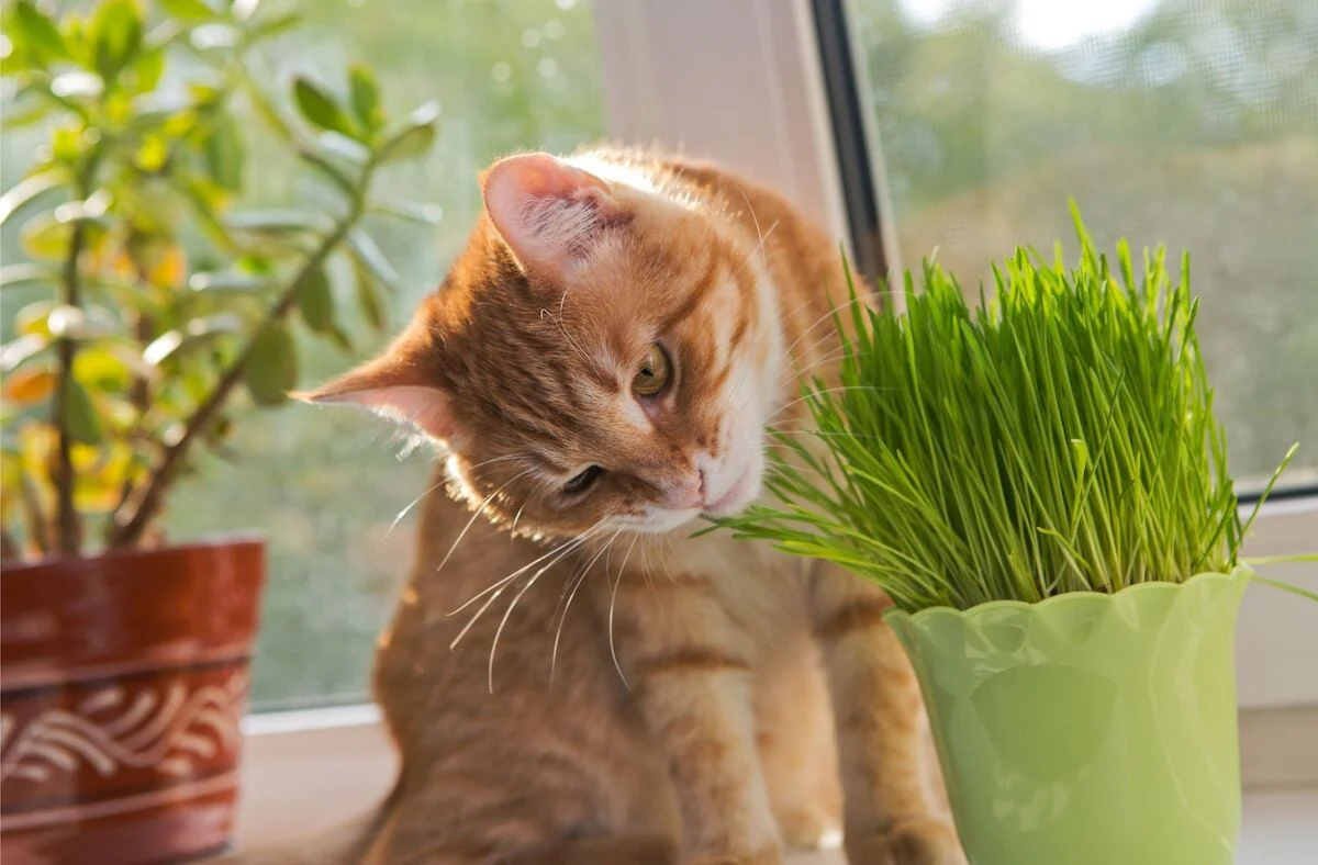 Cat Grass: A Vegetarian Meal for Your Cat