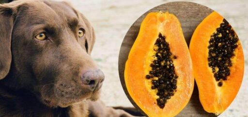 Can Dogs Eat Papaya? A Complete Guide for Pet Owners