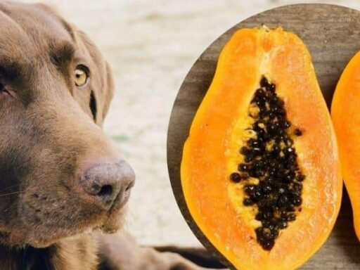 Can Dogs Eat Papaya? A Complete Guide for Pet Owners