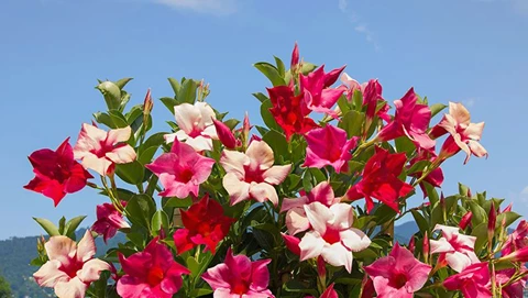 How to Care for Mandevilla: Overwinter and Prune Mandevilla Guide